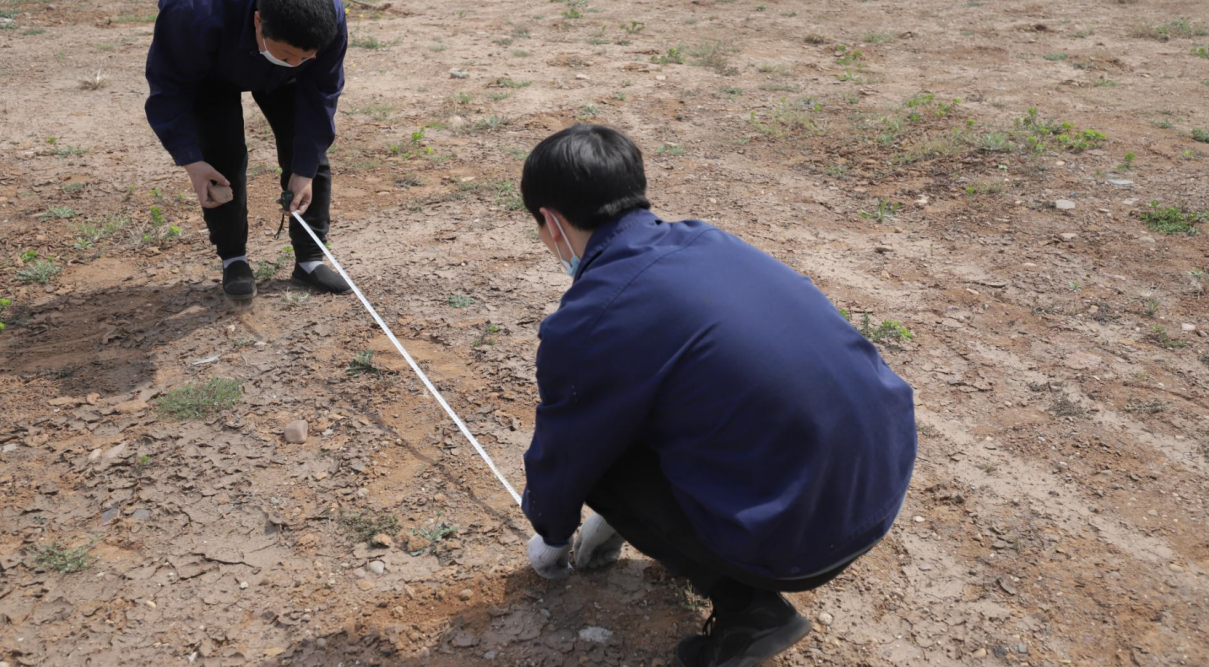 “栽梧桐，，，引凤凰” 植树迎春，，，来利国际app食物园区新栽18棵梧桐_来利国际app
